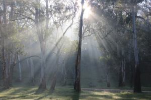 Morning sunlight filtering through the gum trees